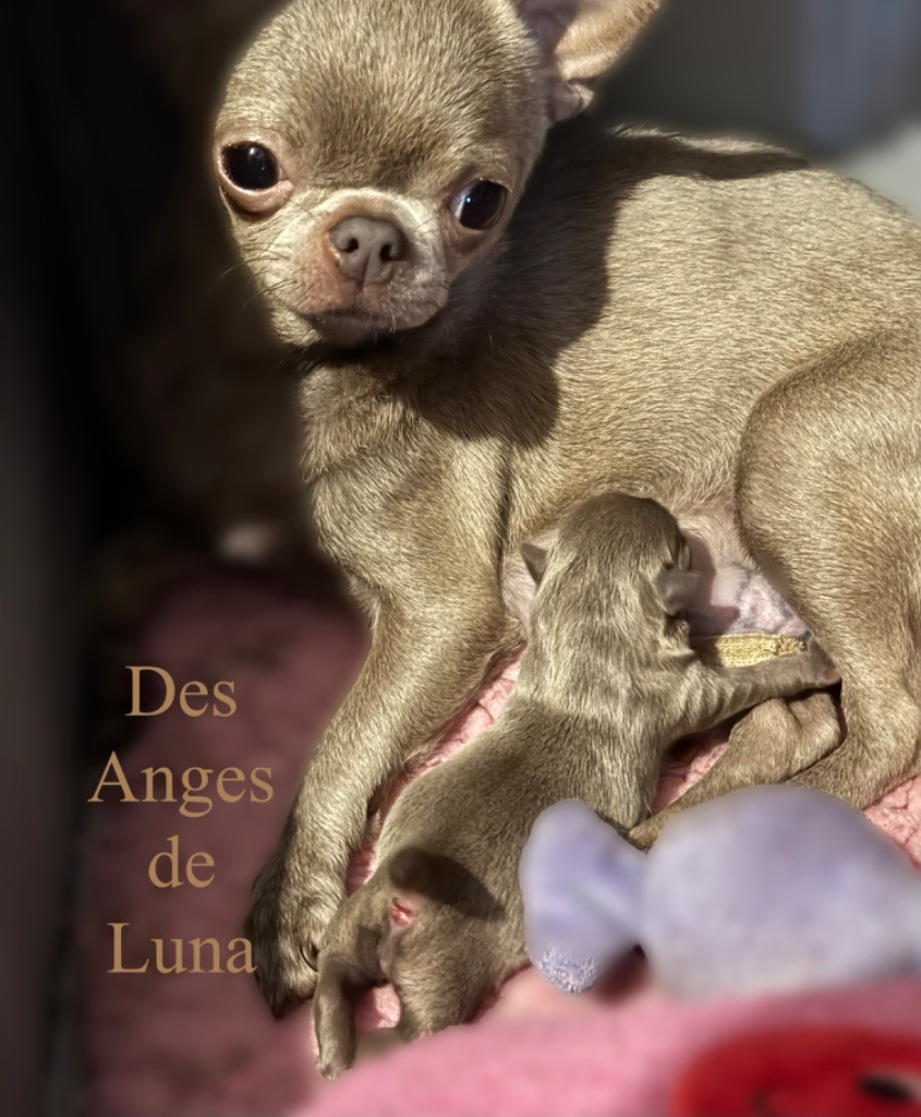 chiot Chihuahua Des Anges De Luna