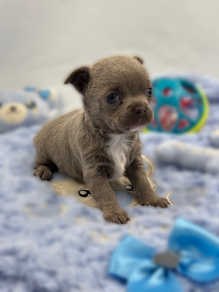 Des Anges De Luna - Chiot disponible  - Chihuahua