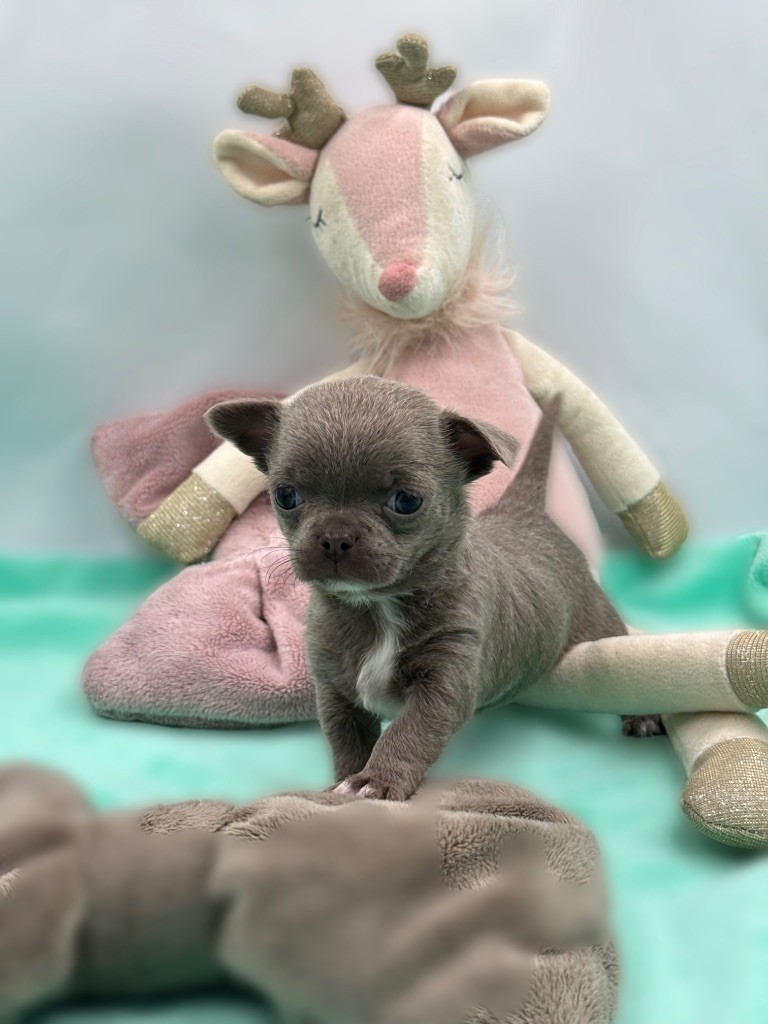 Des Anges De Luna - Chiot disponible  - Chihuahua