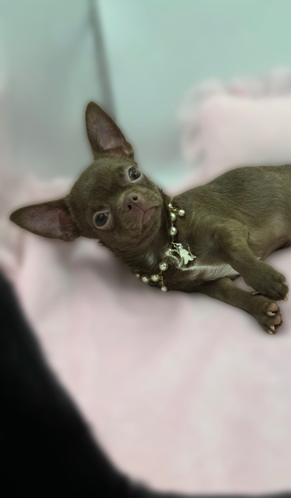 Des Anges De Luna - Chiot disponible  - Chihuahua