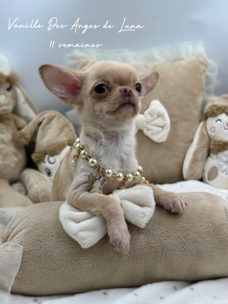 Des Anges De Luna - Chiot disponible  - Chihuahua