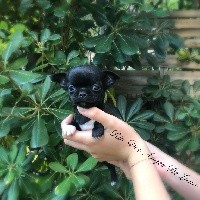 Des Anges De Luna - Chihuahua - Portée née le 24/07/2020