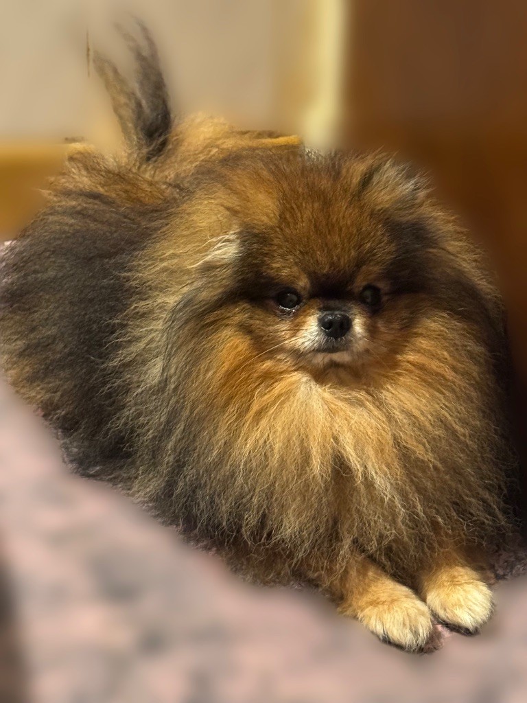 Réglisse Des Anges De Luna