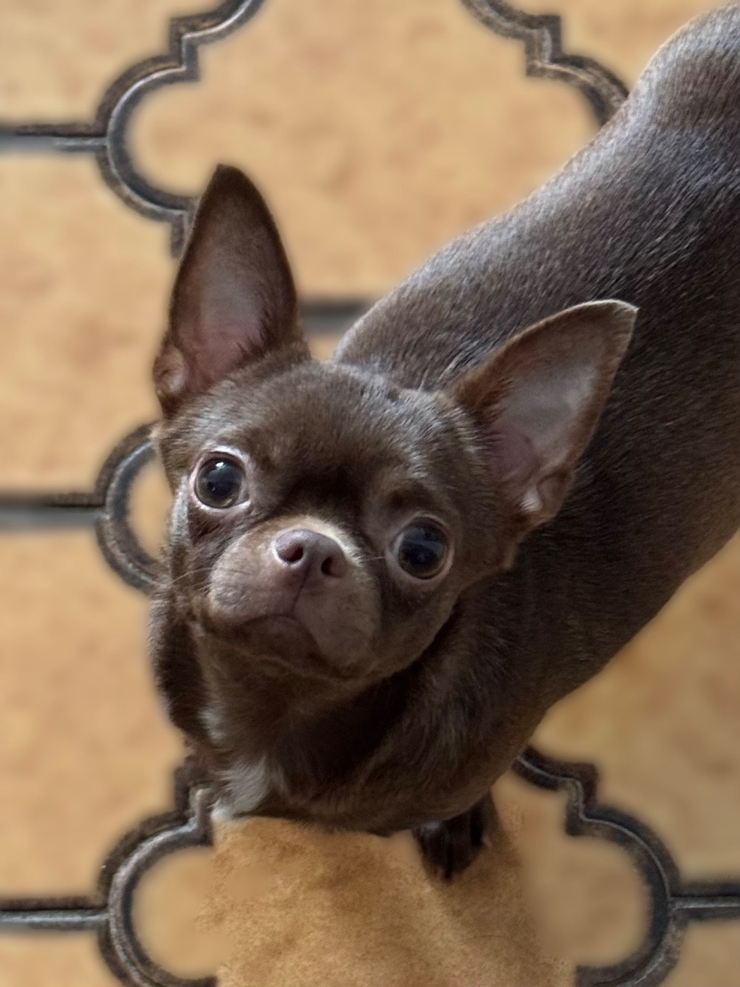 VaÏana  Des Anges De Luna