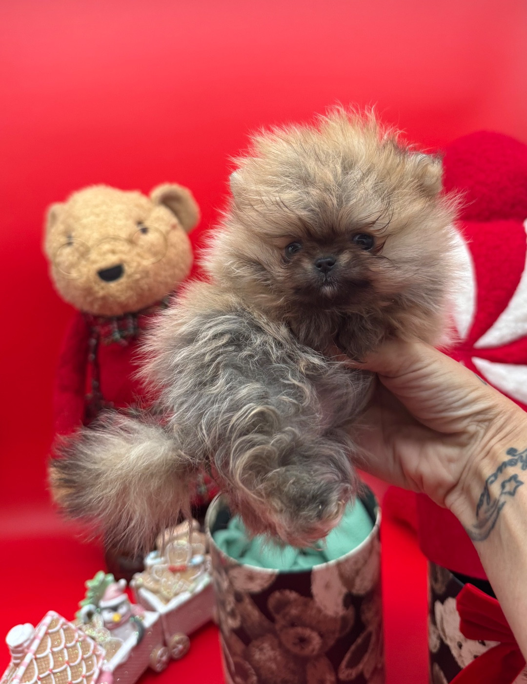 Des Anges De Luna - Chiots disponibles - Spitz allemand