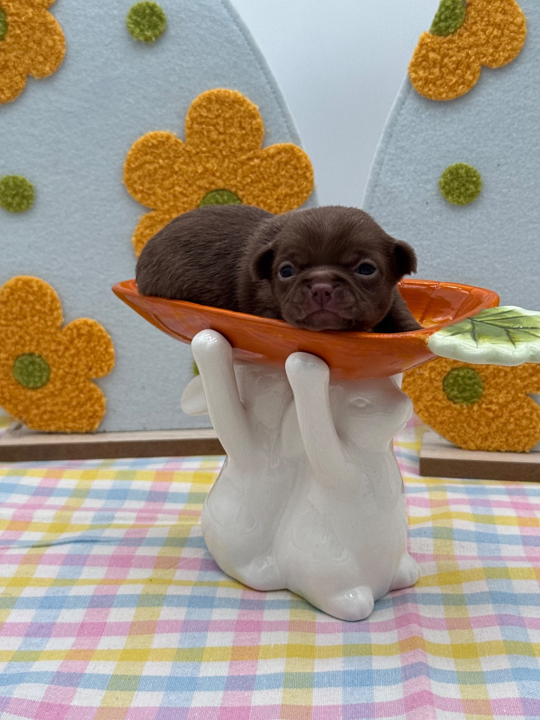 Des Anges De Luna - Chiots disponibles - Chihuahua