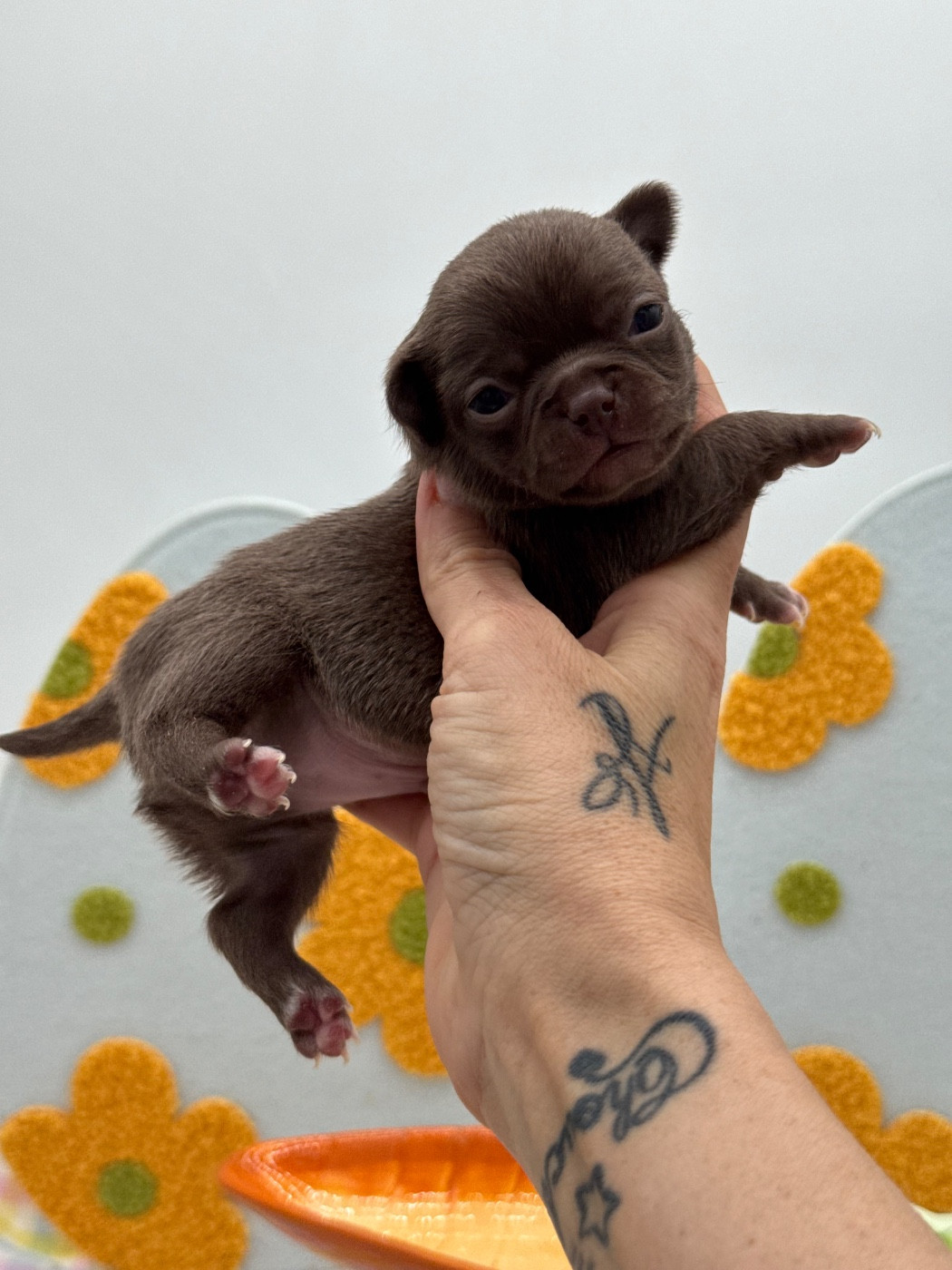 Des Anges De Luna - Chiots disponibles - Chihuahua