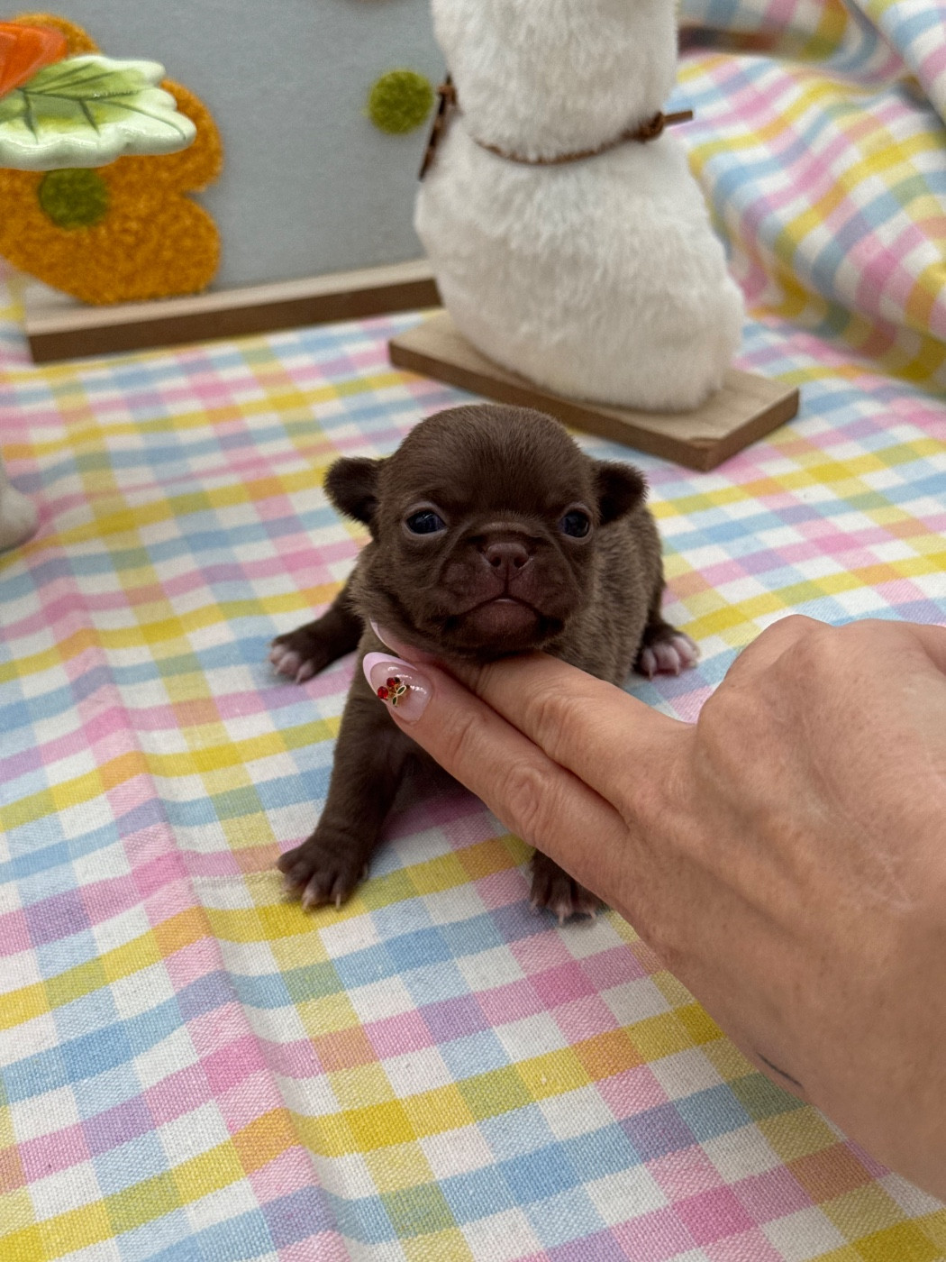 Des Anges De Luna - Chiots disponibles - Chihuahua