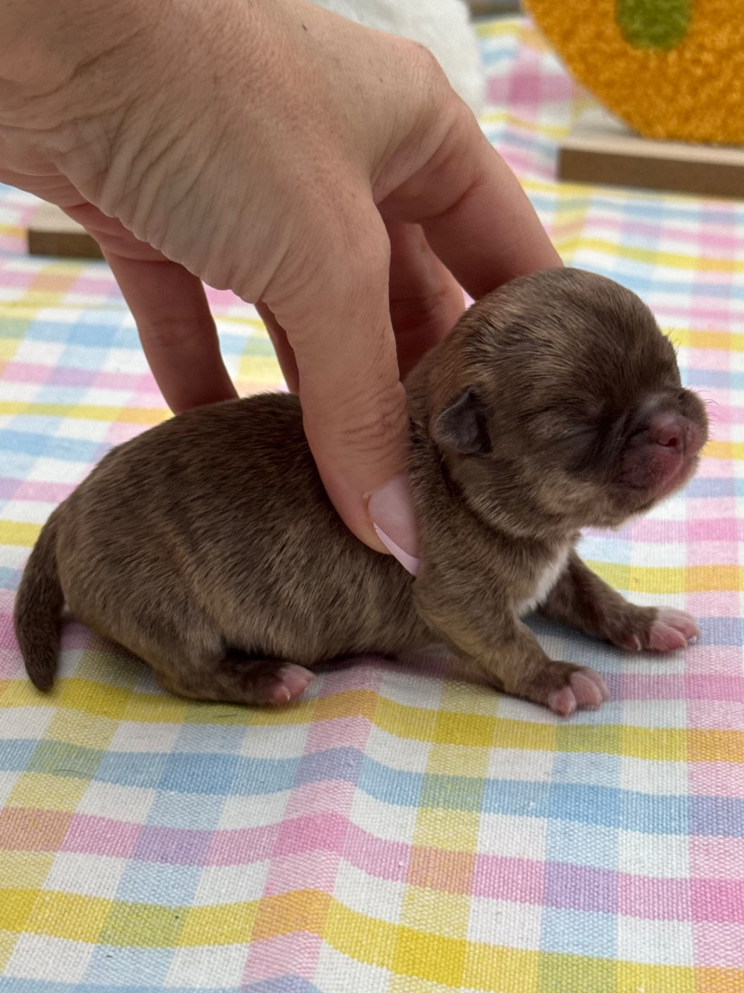 Des Anges De Luna - Chiots disponibles - Chihuahua