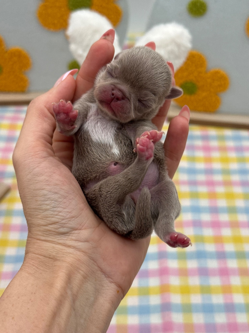 Des Anges De Luna - Chiots disponibles - Chihuahua