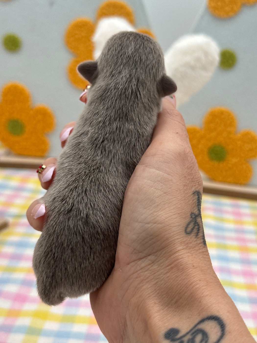 Des Anges De Luna - Chiots disponibles - Chihuahua