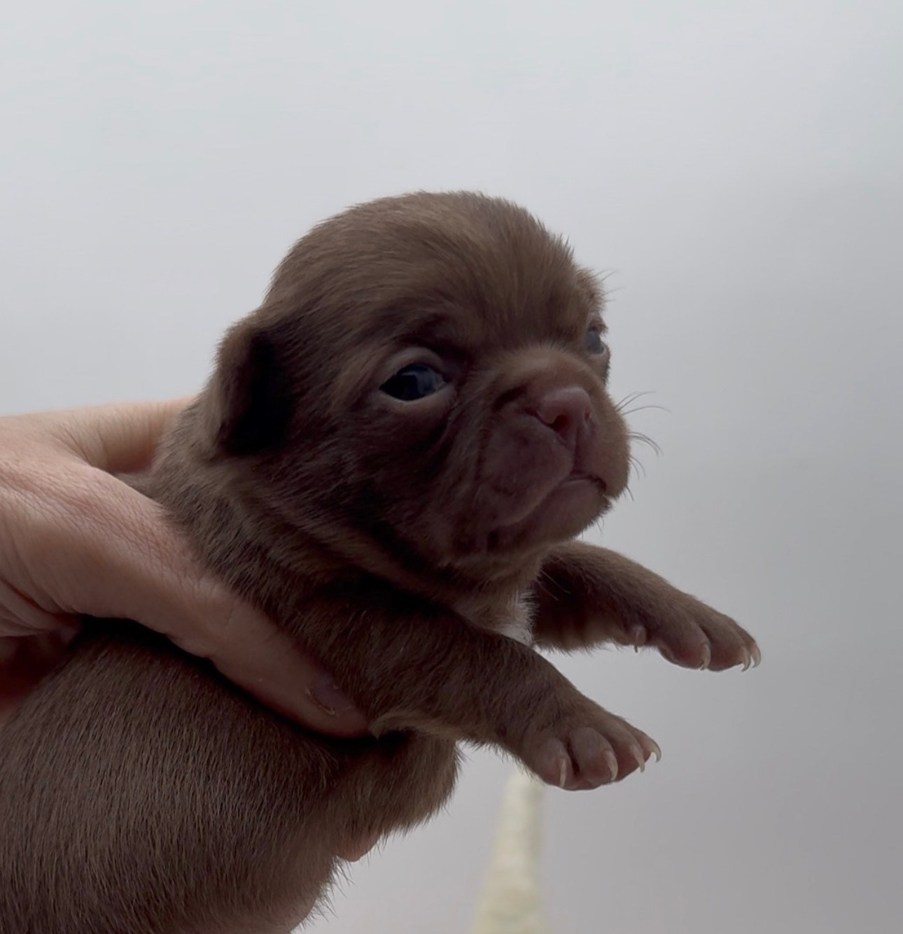 Des Anges De Luna - Chiots disponibles - Chihuahua