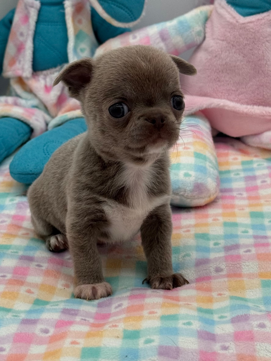 Des Anges De Luna - Chiots disponibles - Chihuahua