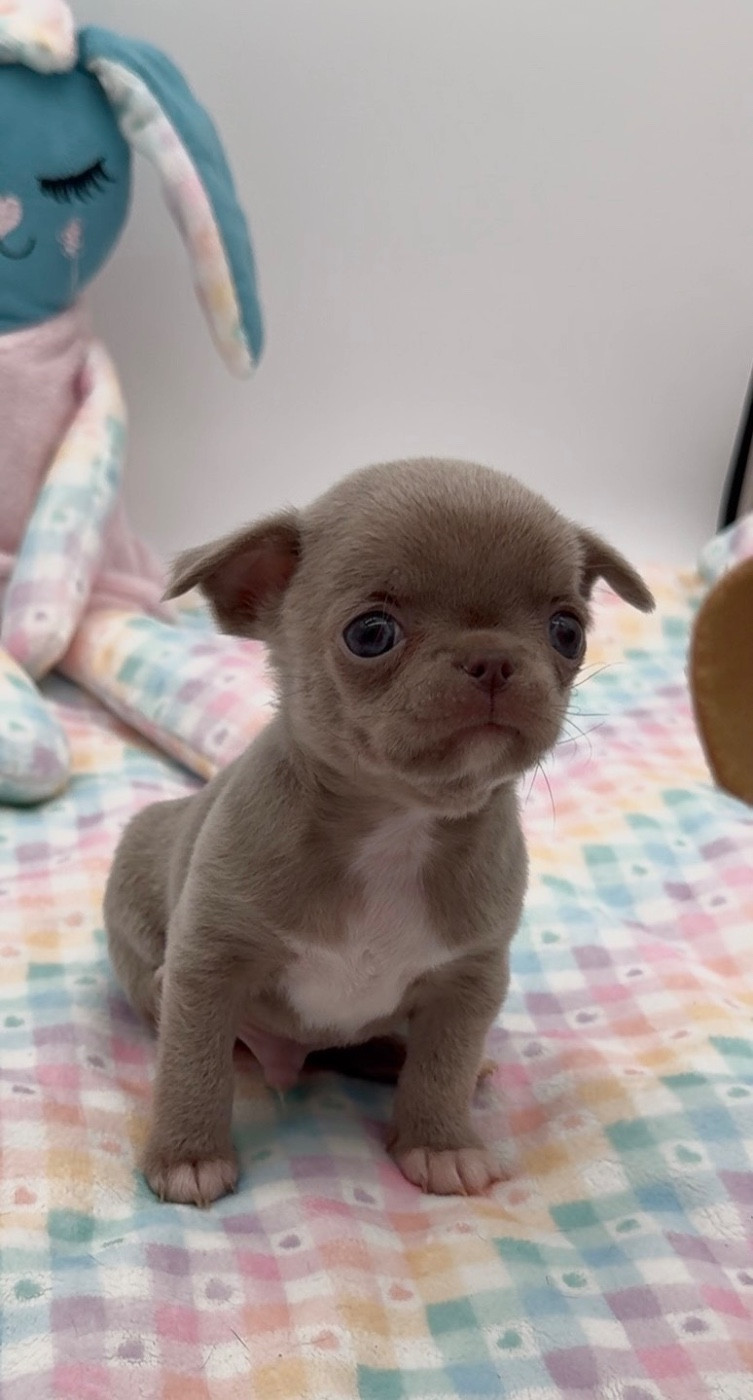 Des Anges De Luna - Chiots disponibles - Chihuahua