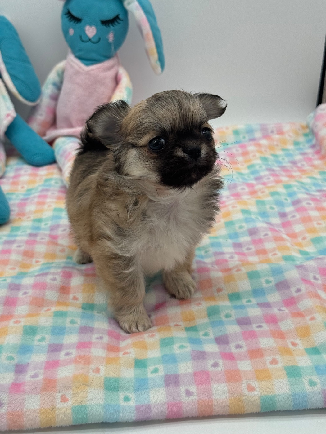Des Anges De Luna - Chiots disponibles - Chihuahua