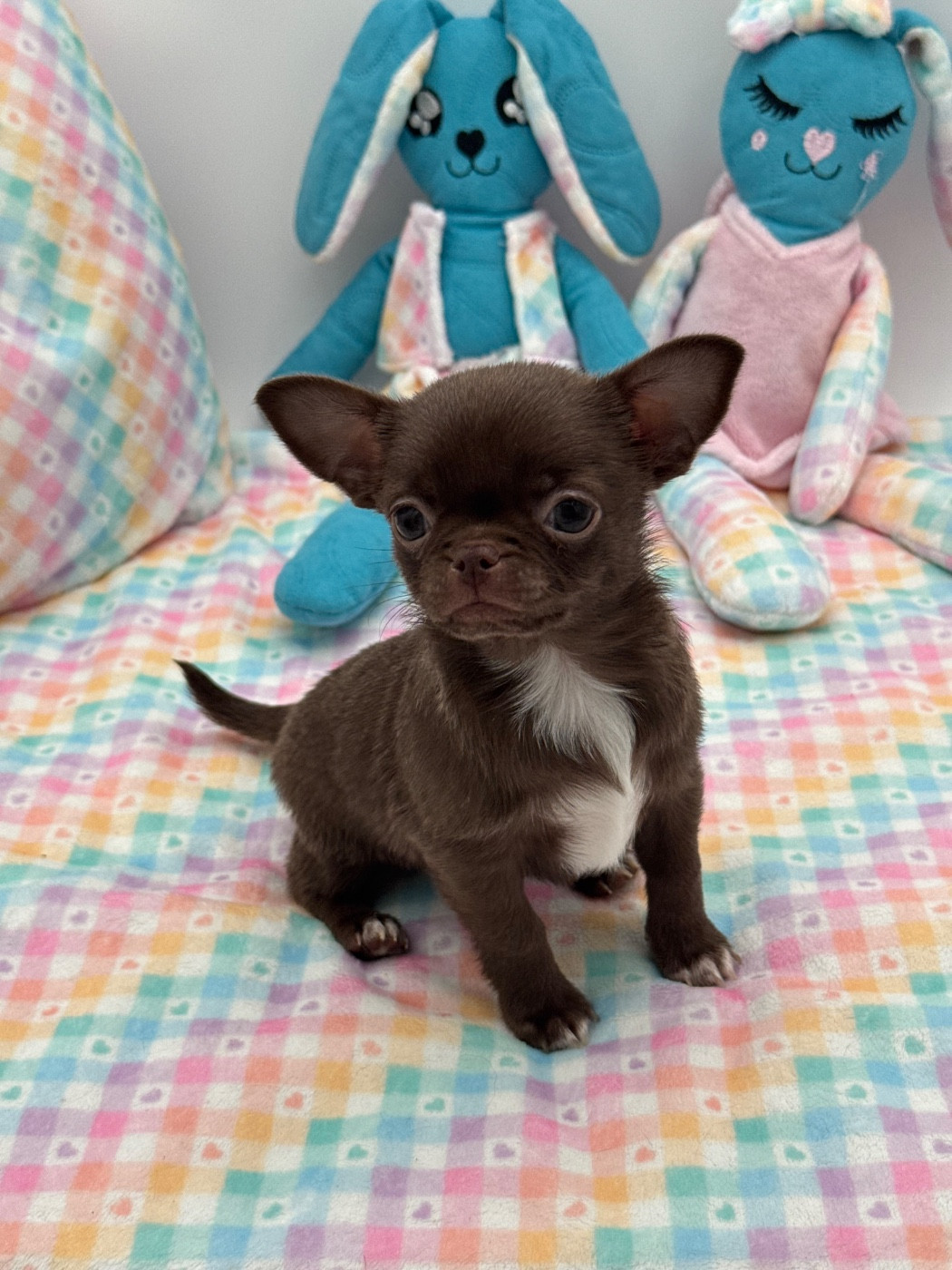 Des Anges De Luna - Chiots disponibles - Chihuahua