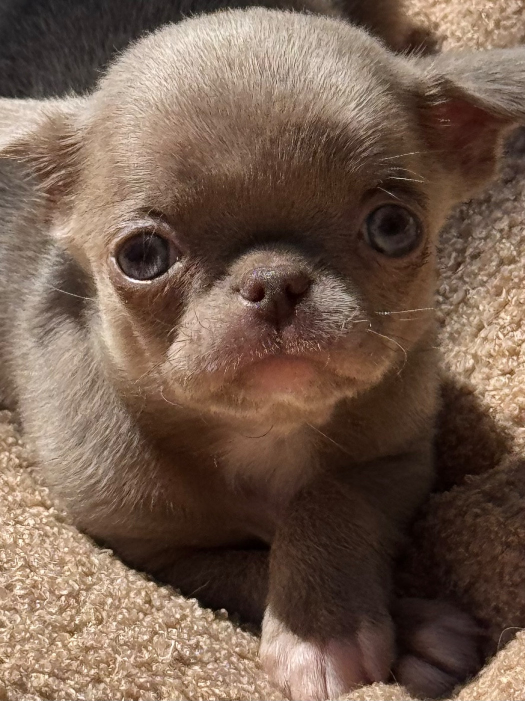 Des Anges De Luna - Chiots disponibles - Chihuahua