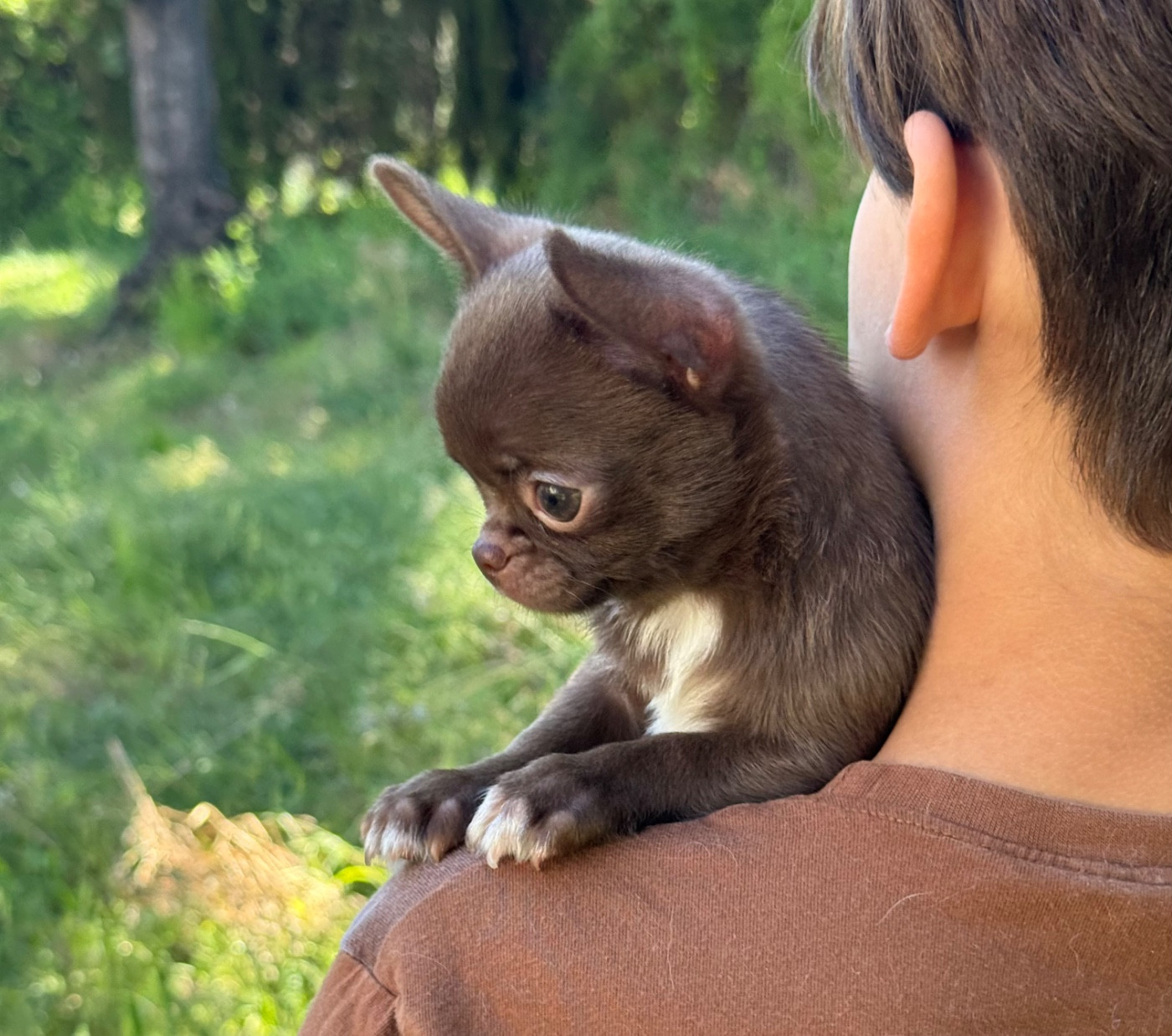 Des Anges De Luna - Chiots disponibles - Chihuahua