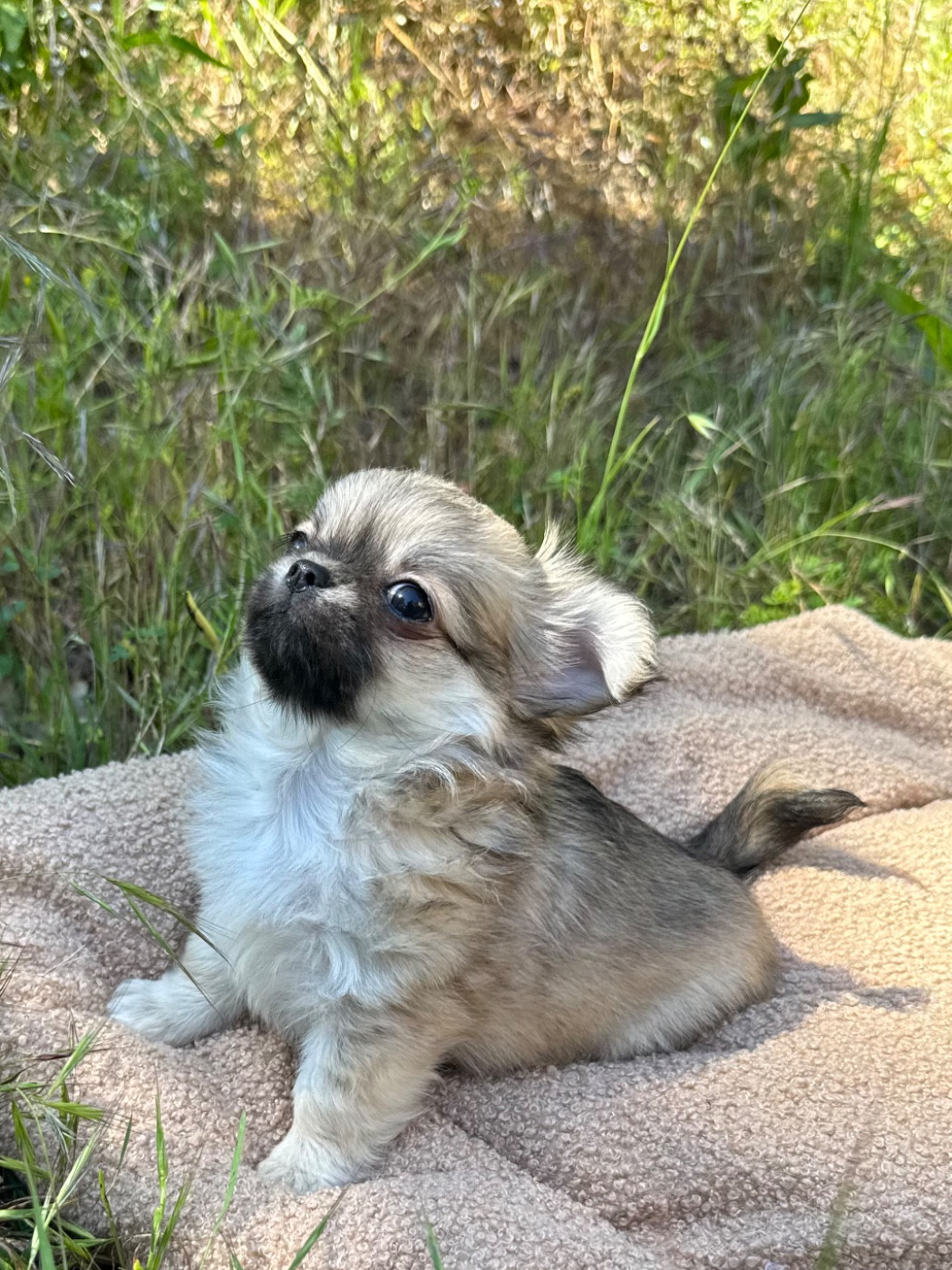 Des Anges De Luna - Chiots disponibles - Chihuahua
