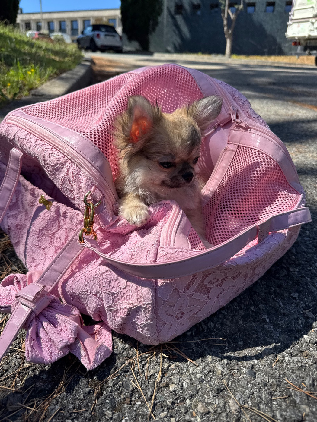 Des Anges De Luna - Chiots disponibles - Chihuahua