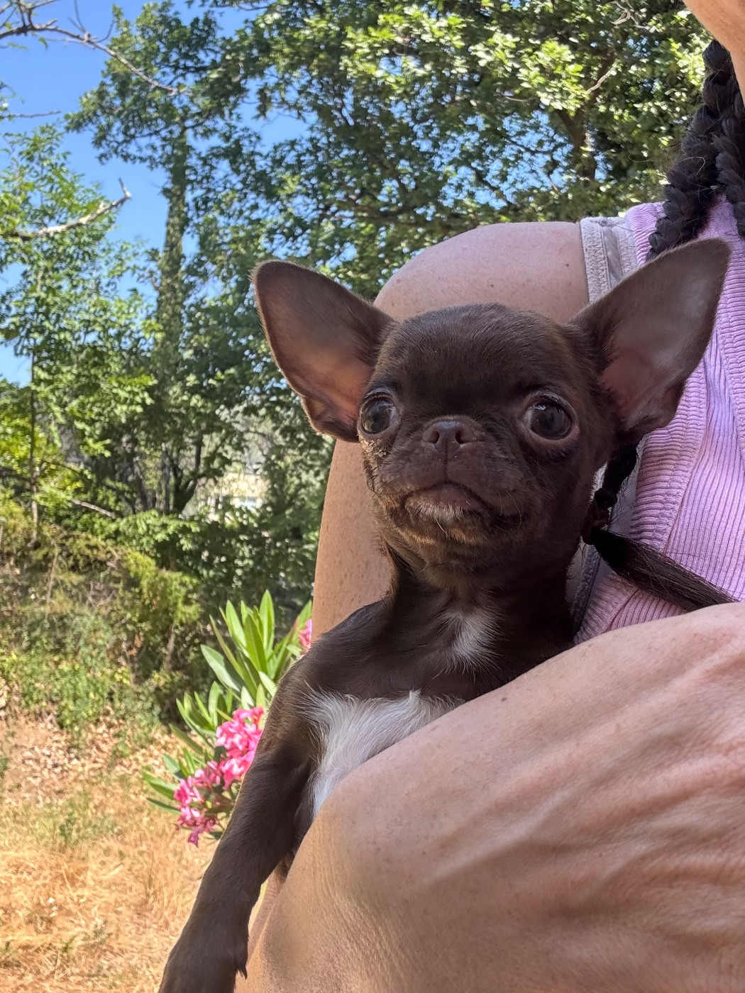 Des Anges De Luna - Chiots disponibles - Chihuahua
