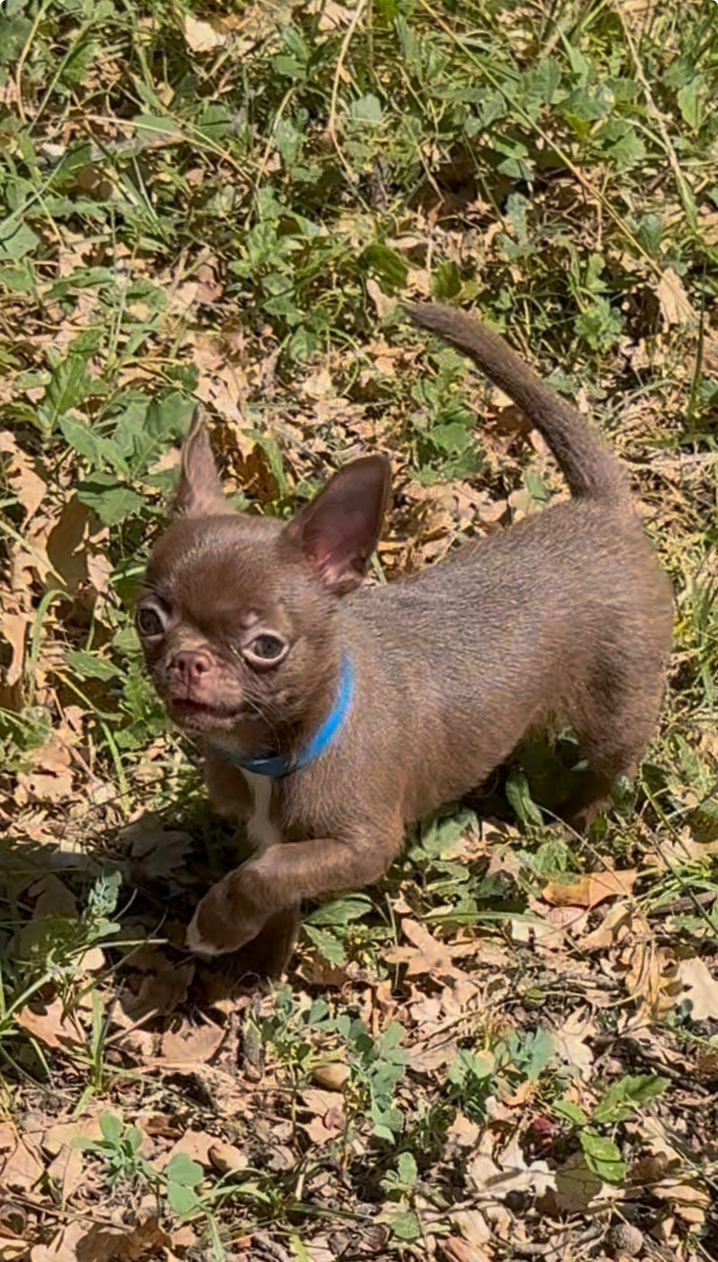 Des Anges De Luna - Chiots disponibles - Chihuahua
