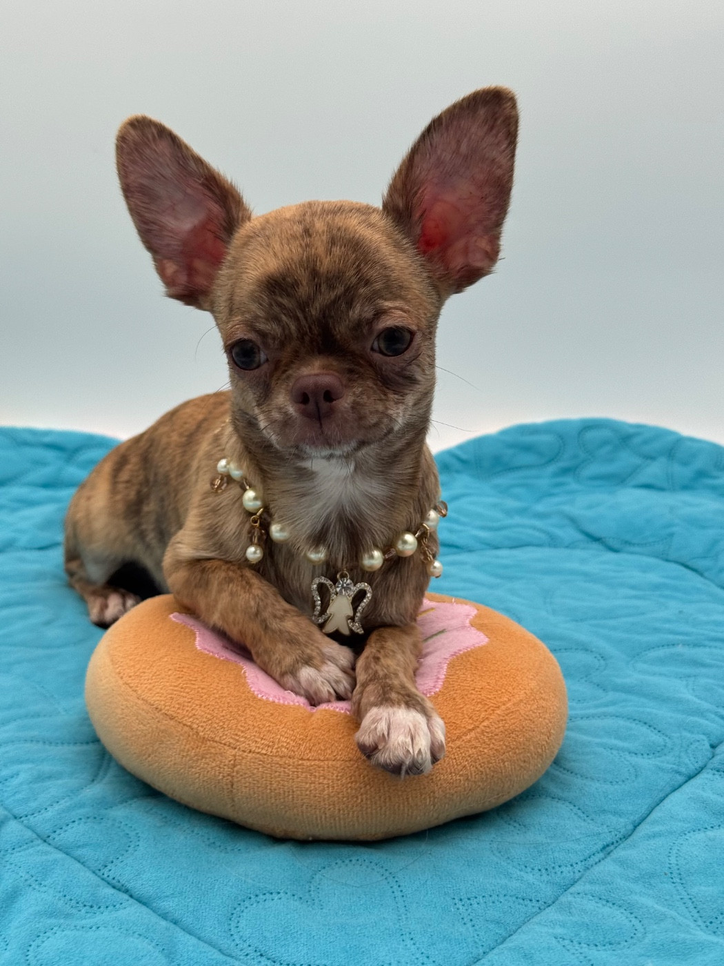 Des Anges De Luna - Chiots disponibles - Chihuahua