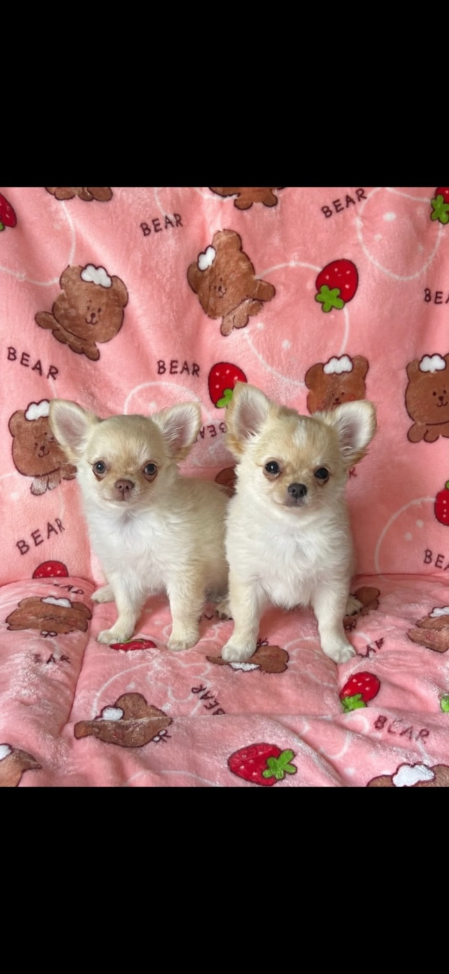 Des Anges De Luna - Chiots disponibles - Chihuahua