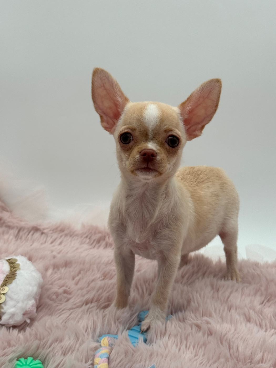 Des Anges De Luna - Chiots disponibles - Chihuahua