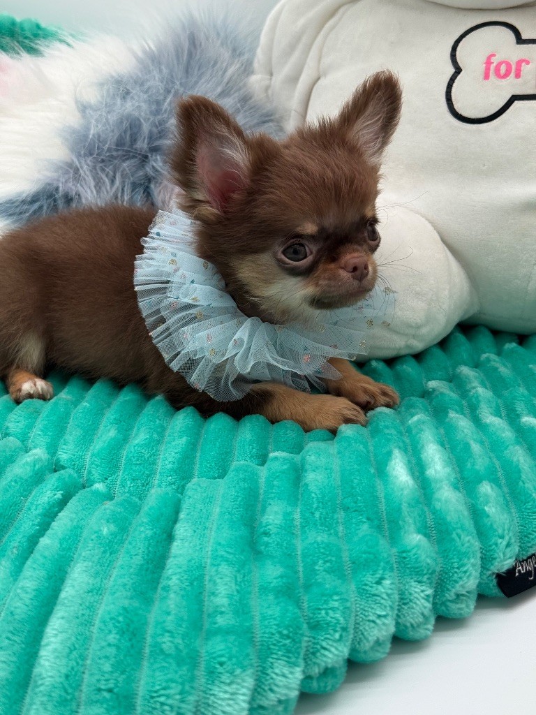 Des Anges De Luna - Chiots disponibles - Chihuahua