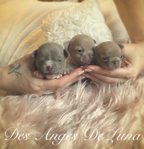 Chiot Chihuahua Des Anges De Luna