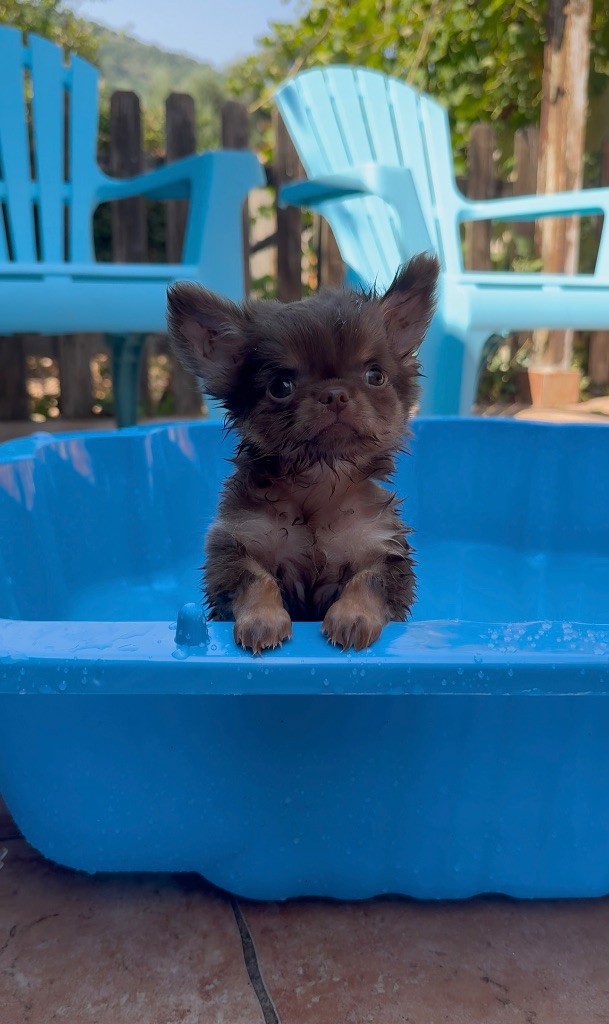 Des Anges De Luna - Chiots disponibles - Chihuahua
