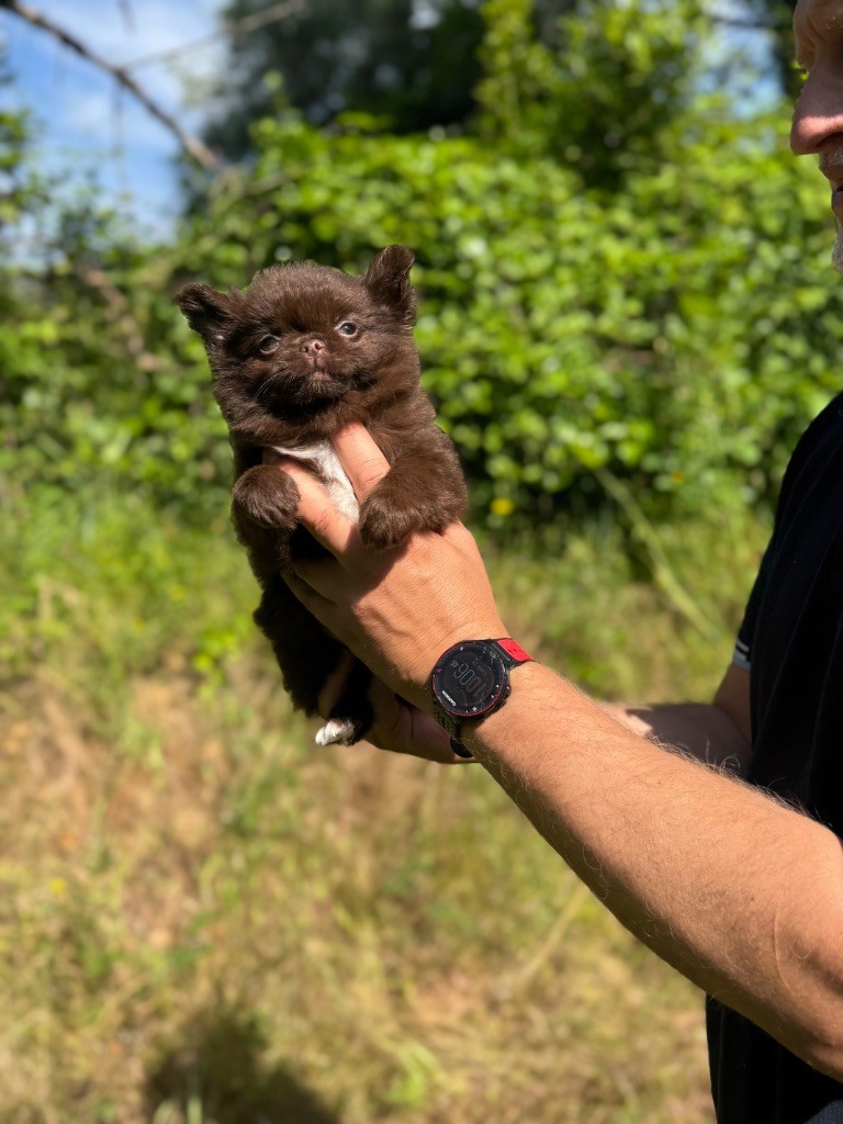 Des Anges De Luna - Chiots disponibles - Chihuahua