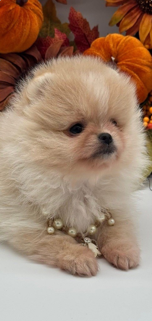 Des Anges De Luna - Chiots disponibles - Spitz allemand