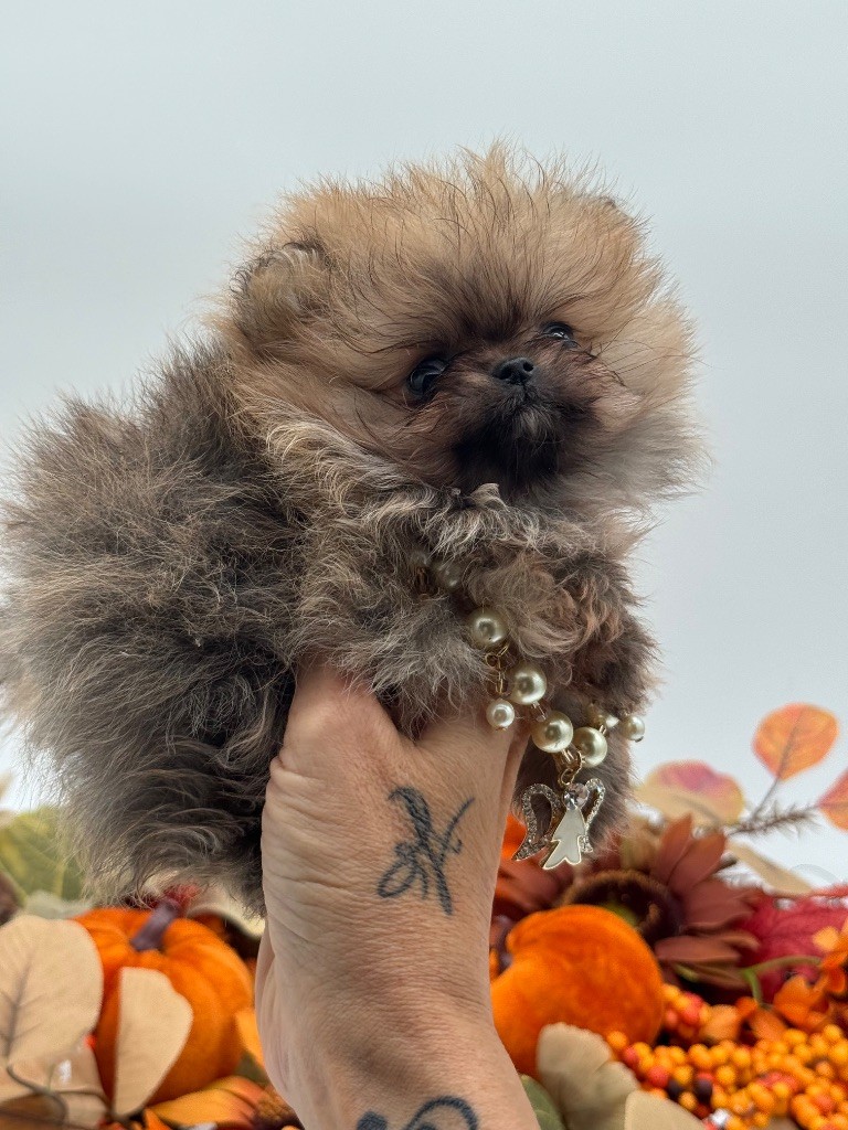 Des Anges De Luna - Chiots disponibles - Spitz allemand